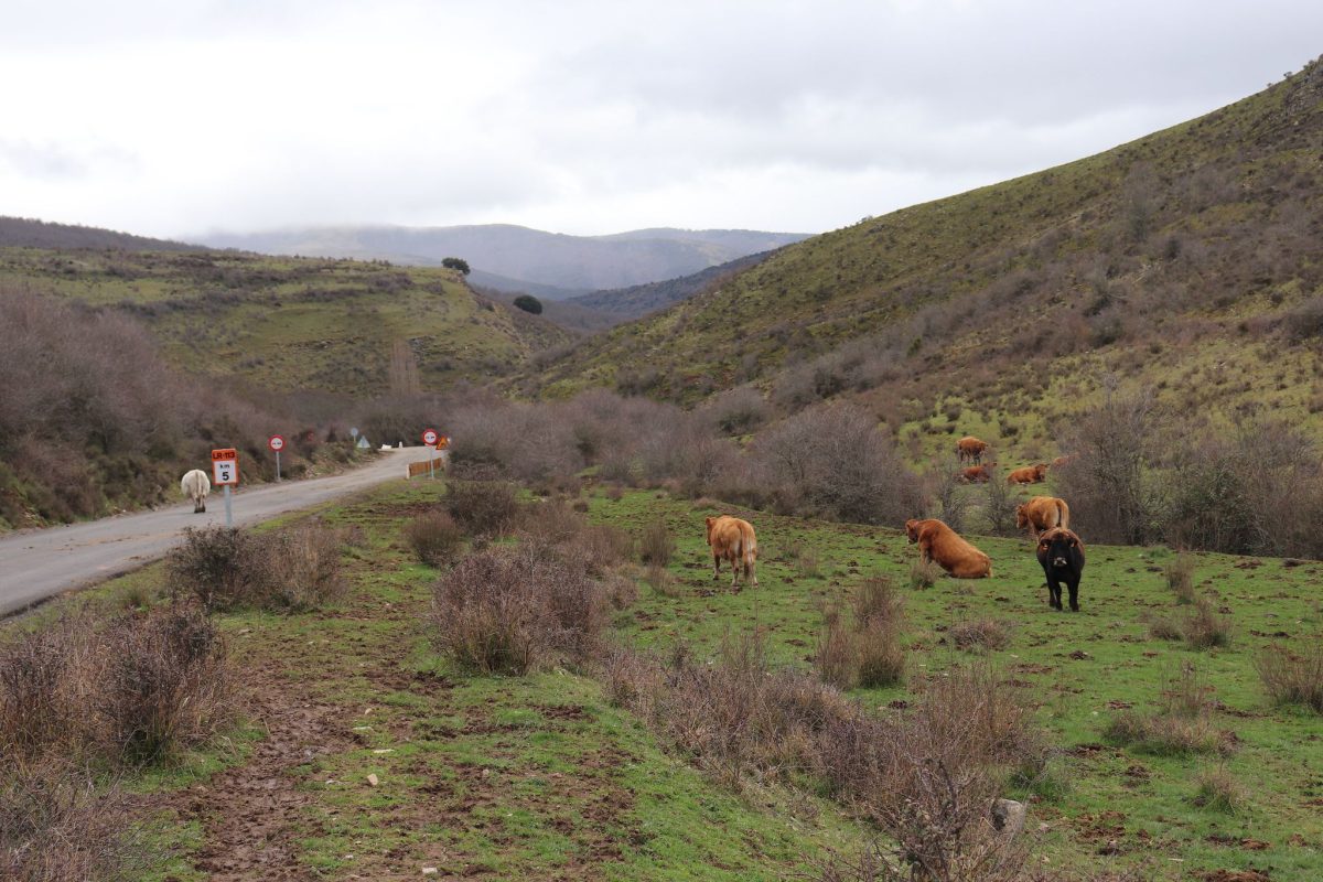 WhatsApp Image 2025-03-13 at 21.15.56