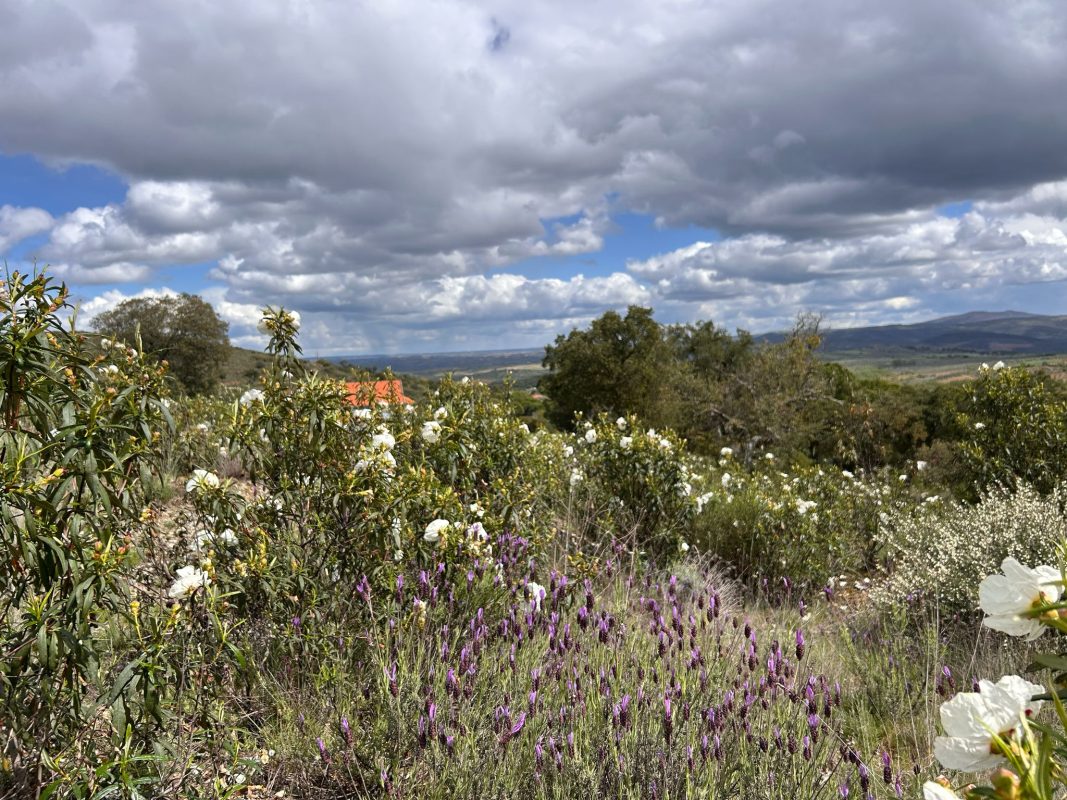 WhatsApp Image 2025-04-18 at 18.21.07